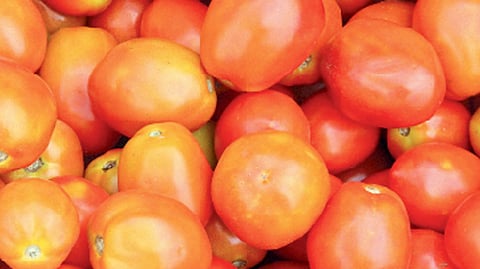average price of tomatoes in auction is 1 thousand nashik news