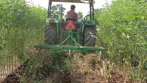 farmer turned tractor on cotton in 2 acre farms