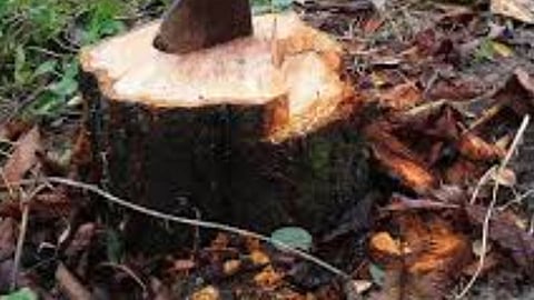 झाडांची छाटणी पक्ष्यांच्या पिलांच्या जीवावर