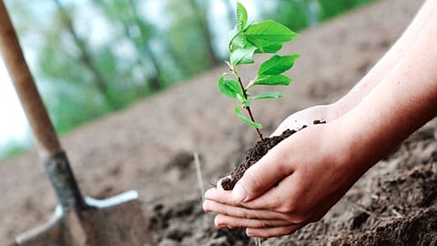 Innovative venture to plant trees in the names of the dead person