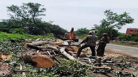 Hundreds of trees were cut down at Chandwad