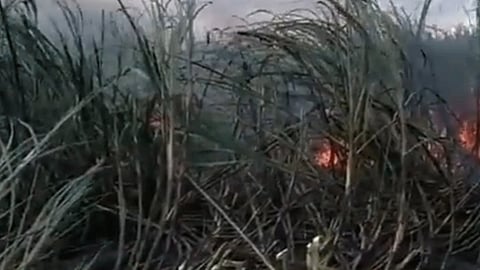 25 acres of sugarcane fire in kolhapur