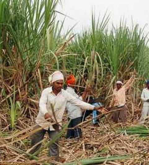 Good news: Sugarcane workers from Marathwada, Vidarbha on their way back
