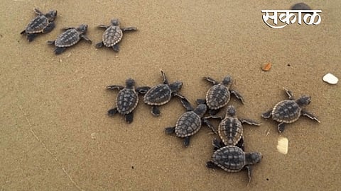 राज्यात लवकरच 20 भन्नाट पर्यटन महोत्सव, जाणून घ्या तुम्हाला कुठे कुठे जाता येईल