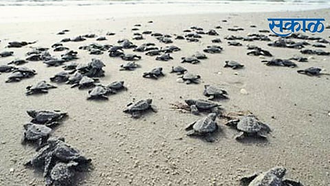 ओळख जपणारे कासवांचे गाव