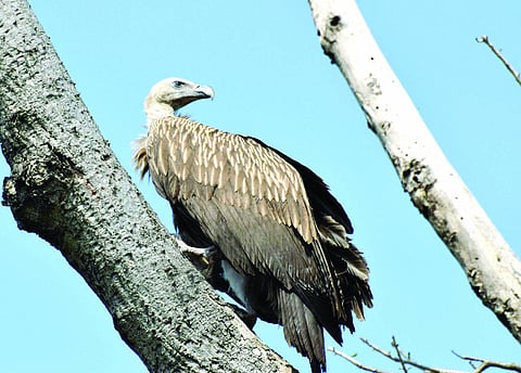 vulture found in washim.jpeg