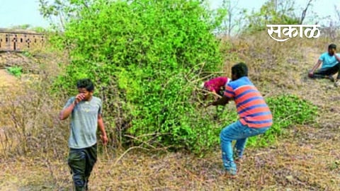 ‘एक दिवस महाराजांसाठी’ मग काय..किल्ला झाला चकाचक!