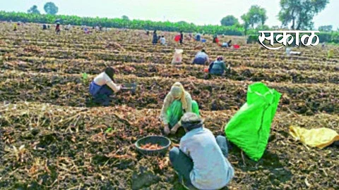 तापी खोऱ्यातील केळीच्या पट्ट्यात हळदीचे विक्रमी उत्पादन   ​