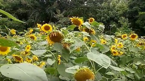 wadgaonsheri-garden