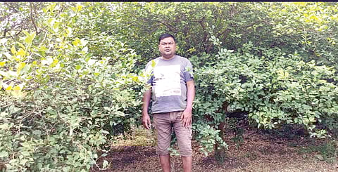 Farmers cultivate lemons through hard work in Wardha