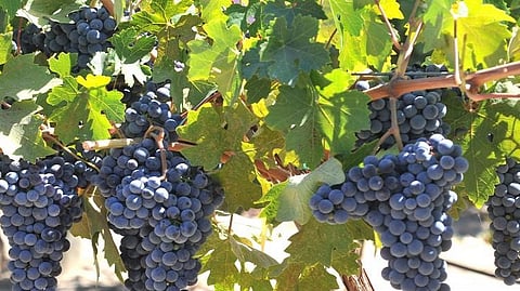 wine grapes