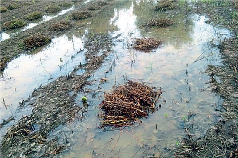 farmer facing problems due crop damage in heavy rain at yavatmal
