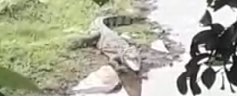 The crocodile in the pond at Yedemchhindra
