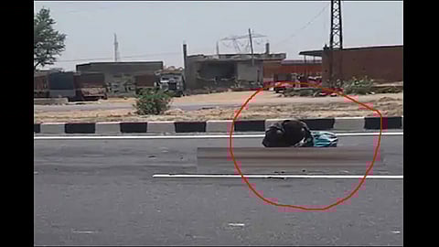 lockdown hungry man eating dead dog meat video viral from rajasthan