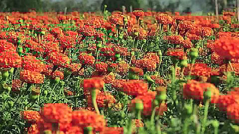 lockdown period 6 women self help group planted 600 marigolds in their backyards in konkan