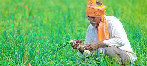 farmer