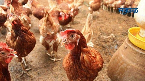 Jalna Latest News Chickens Died
