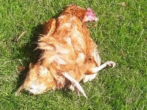 रावेर येथे कोंबड्या दगावल्या; पशुपाल्यांमध्ये चिंतेचे वातावरण