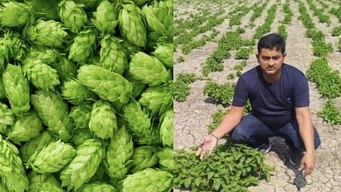 Fact Check : जगातल्या सर्वात महागड्या भाजीचं रहस्य उलगडलं