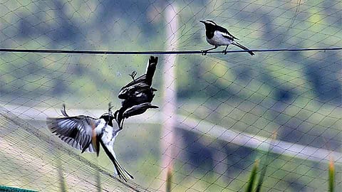 अखेर कवड्या पक्षास जीवदान (व्हिडिओ)