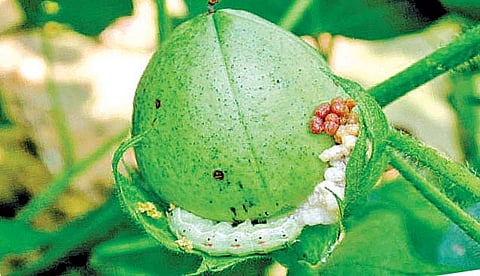 Akola News: 70% of kharif production goes flat, green gram, urad, soybean, now cotton is gone due to pink bollworm