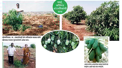 डोंगरावर फुलविले आमराईचे नंदनवन