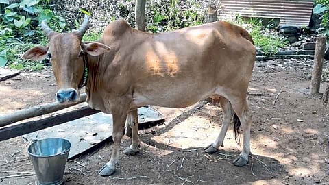 कोकणगीड्ड गोवंशाचे चिपळूणच्या प्रगती गोशाळेत संवर्धन