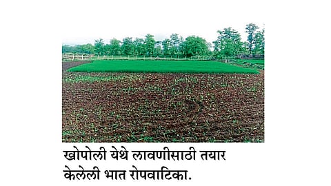 पन्नास हजार हेक्टरवर भातशेती संकटात