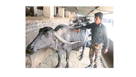 मुक्या जनावरांचा देवदूत... राजकुमार बागल.
