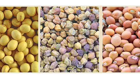 सोयाबीन, हरभरा, तुरीत मंदीचे ढग कायम