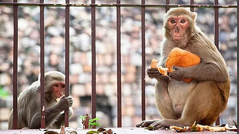 माकडांच्या उच्छादाने भाविक हैराण; पाली गावातील नागरिकही जखमी