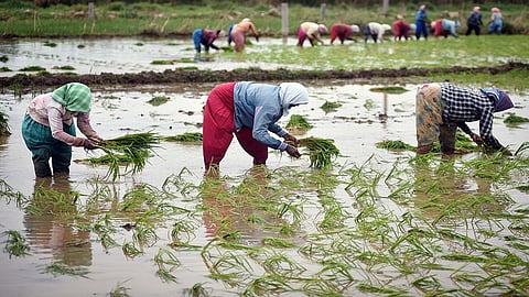 धान उत्पादक शेतकऱ्यांसाठी राज्य सरकारचा मोठा निर्णय; प्रतिक्विंटल प्रोत्साहनपर रक्कम देणार