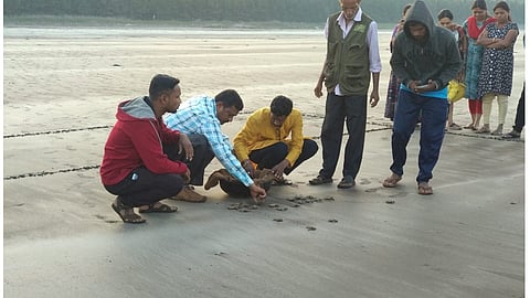 Olive Ridley Sea Turtle Festival In Kelashi Ratnagiri Marathi News