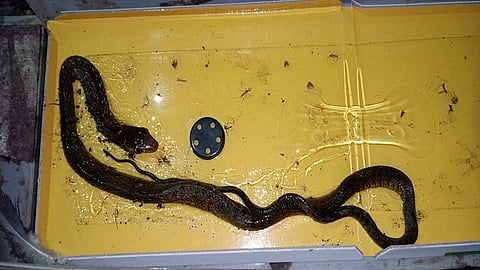 रॅट ब्ल्यू पॅडवर चिटकला चक्क साप! कर्मचाऱ्यांची उडाली तारांबळ