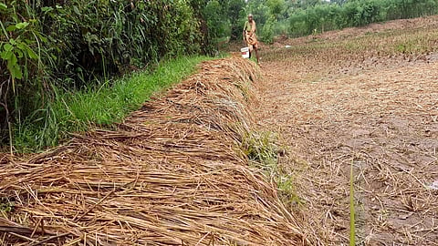 परतीच्या अवकाळी पावसात खालापूर-खोपोली परिसरात भातपिकांची नासाडी
