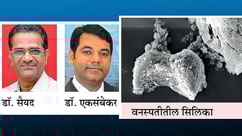 थंडीमुळे कोकणात मातीलाही लाली