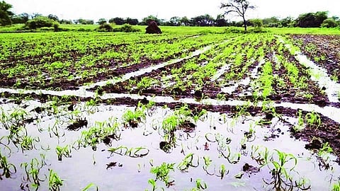 1one_20lakh_2064_20thousand_20hectare_20area_20affected_20due_20heavy_20rains_20maharashtra_20nashik_20marathi_20news.jpg