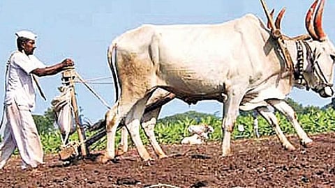 Kharif sowing on 92 percentage area in Barshi taluka due to rains