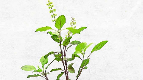 लग्नपत्रिकेतून फुलणार तुळस...