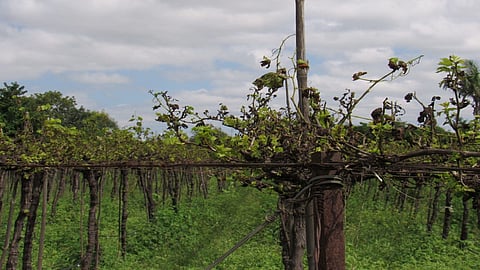अवकाळी पावसाने द्राक्षबागांचे नुकसान; मायणीतील शेतकरी चिंताग्रस्त