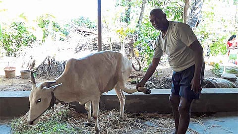 Sambar Deer Attack In Otavane In Sindhudurg