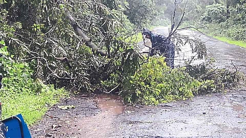 वैभववाडी-फोंडा मार्गावरील दंड खांबाळेत कोसळले झाड