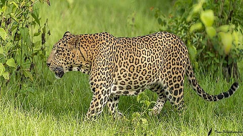 A pair of leopards in Takli Dhokeshwari in Parner taluka