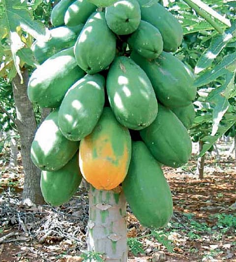 2papaya_0
