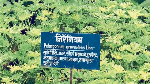 Learn How To Cultivate Geranium Shivaji University Guidelines