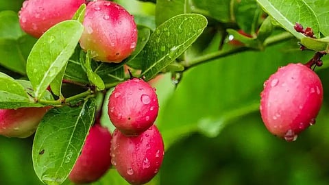 Need To Look At Blue Berry And Elagas Berry Professionally