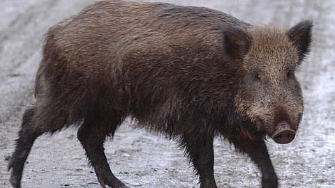 boar