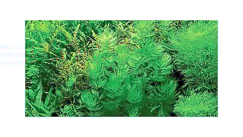 Run Car On Bio Diesel Produced From Micro Algae Chlorella Vulgaris