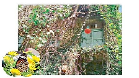 इथे... फुलपाखंराना मिळतोय हक्काचा निवारा...