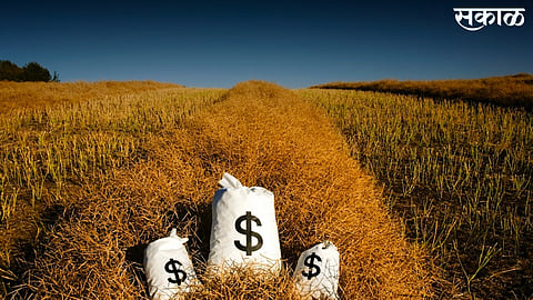 APMC has no rights to sell rice crops in bhandara district